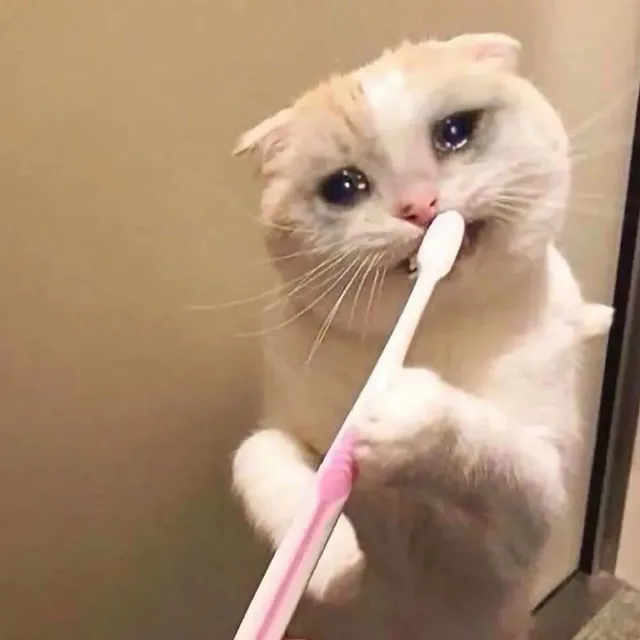 A(流泪猫咪刷牙表情包)（A(流泪猫咪刷牙表情包)）