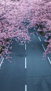 樱花手机壁纸