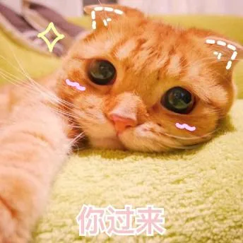 汪星人（汪星人）