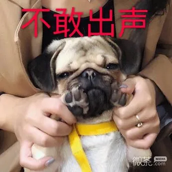 汪星人（汪星人）