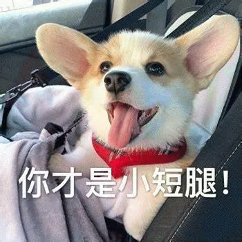 汪星人（汪星人）