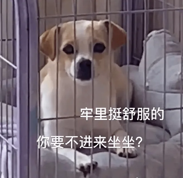 汪星人（汪星人）