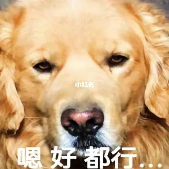 汪星人（汪星人）