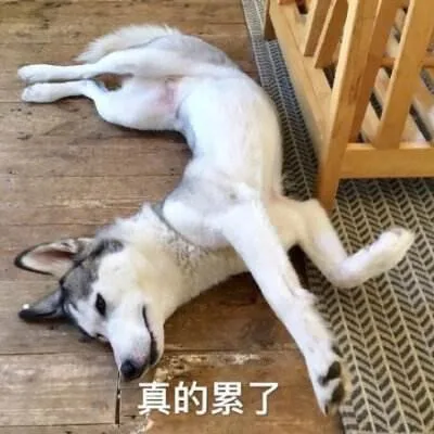 汪星人（汪星人）