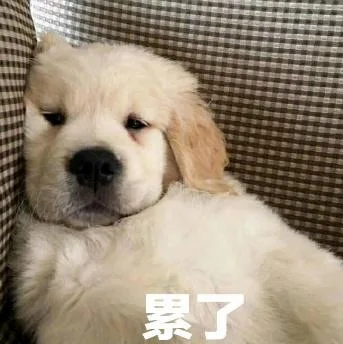汪星人（汪星人）