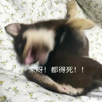 汪星人（汪星人）