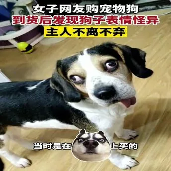 汪星人（汪星人）