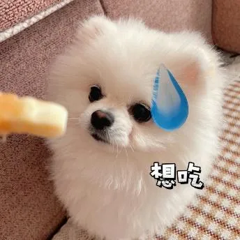 汪星人（汪星人）