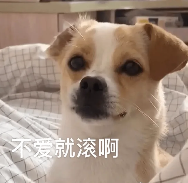 汪星人（汪星人）