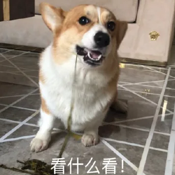 汪星人（汪星人）