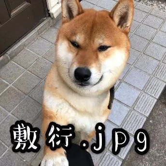 汪星人（汪星人）
