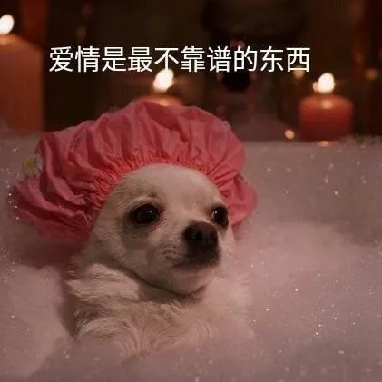 汪星人（汪星人）