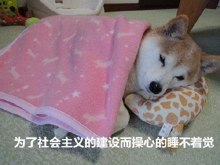 汪星人（汪星人）