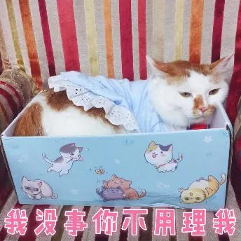喵星人（喵星人）
