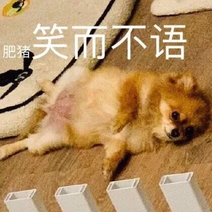 汪星人（汪星人）