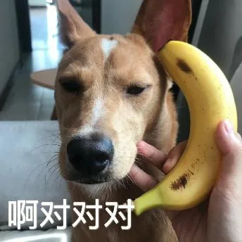 汪星人（汪星人）