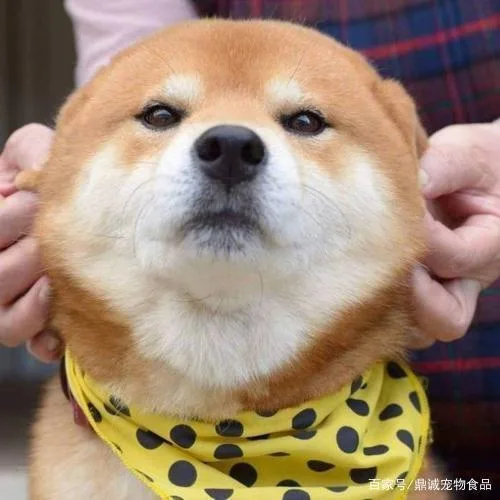 汪星人（汪星人）