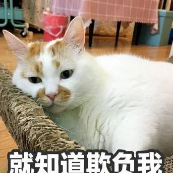 喵星人（喵星人）