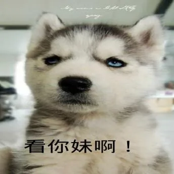 汪星人（汪星人）