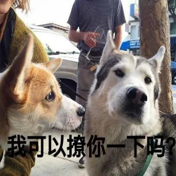 汪星人（汪星人）