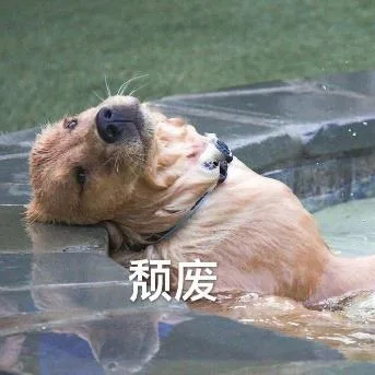 汪星人（汪星人）