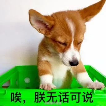 汪星人（汪星人）