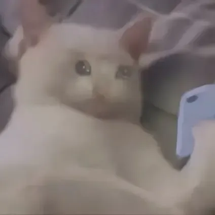 喵星人（喵星人）