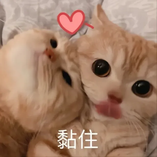 喵星人（喵星人）