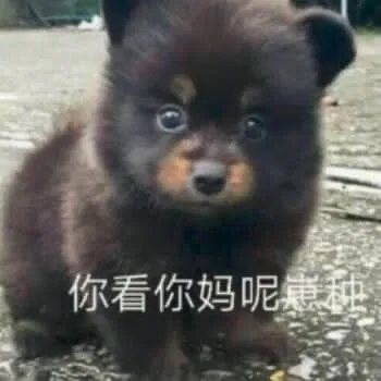 汪星人（汪星人）