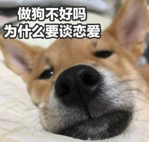 汪星人（汪星人）