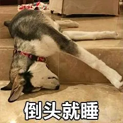 汪星人（汪星人）