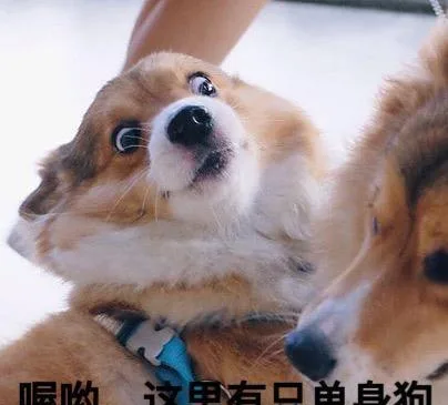 汪星人（汪星人）