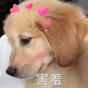 汪星人（汪星人）