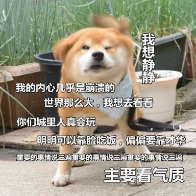 汪星人（汪星人）