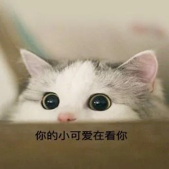 喵星人（喵星人）
