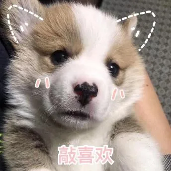 汪星人（汪星人）