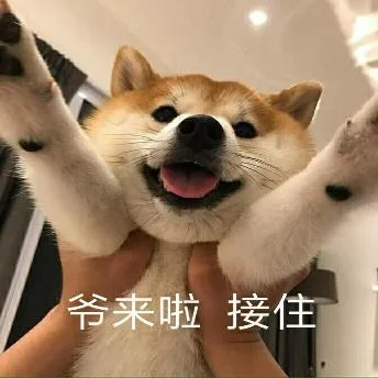 汪星人（汪星人）