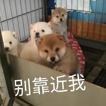 汪星人（汪星人）