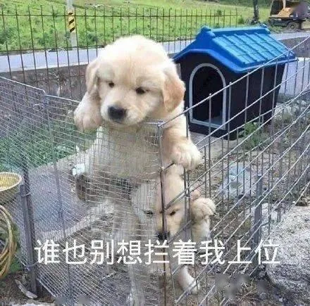 汪星人（汪星人）