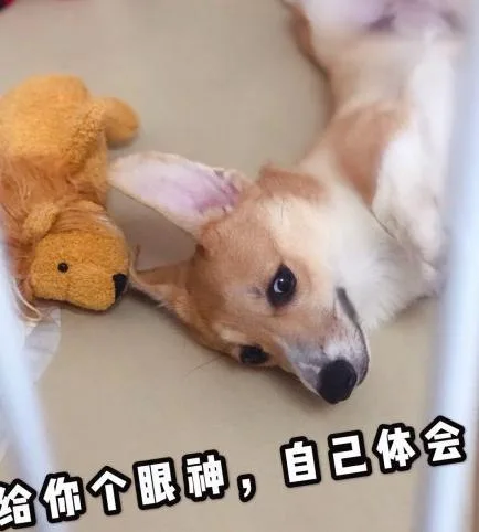 汪星人（汪星人）