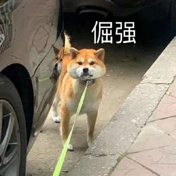 汪星人（汪星人）