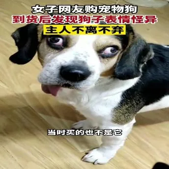 汪星人（汪星人）
