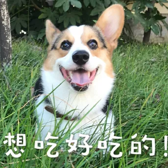 汪星人（汪星人）