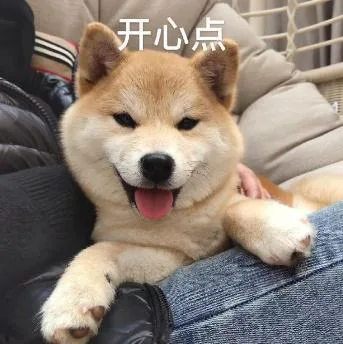 汪星人（汪星人）