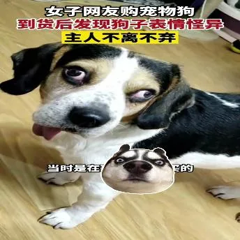 汪星人（汪星人）